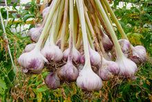 Garlic for Planting UK -UK Garlic Cloves  for Large Bulbs