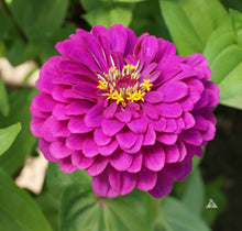 Zinnia Purple Flower Seeds . जिनिया फूल (Zinnia)