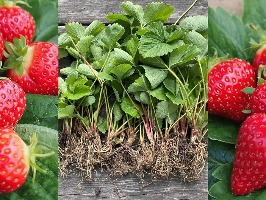 Strawberry Plants with Roots