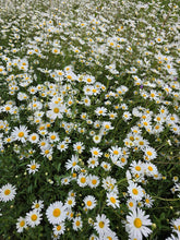 Chrysanthemum Ox Eye Daisy Seeds