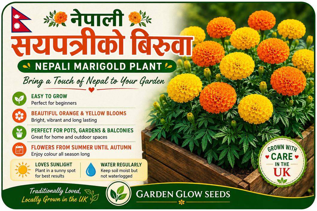 🌼  सयपत्री (म्यारिगोल्ड) को बिरुवा  🌼Orange marigold plant.