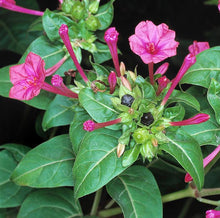 Mirabilis Jalapa (मालती फूल) - Vibrant Pink Flowers