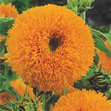 Sunflower Seeds 'Teddy Bear