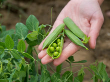 Garden  Pea Climbing Pods .( मटरको कोसा ) Large juicy Pea Seeds