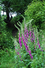 Foxglove wildflower seeds