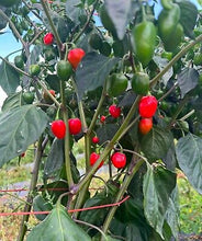 Nepali  डल्ले खुर्सानी Dalle Seeds . Extremely Hot  round Chilli Seeds .  Akbare Khursani chilli seeds . King of chillies" or "Red cherry pepper
