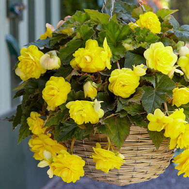 Begonia Giant Cascading Yellow Bulbs