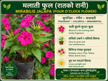मालती फूल (Mirabilis Jalapa small plant ) को बिरुवा | रातको रानी