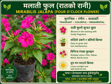 मालती फूल (Mirabilis Jalapa small plant ) को बिरुवा | रातको रानी