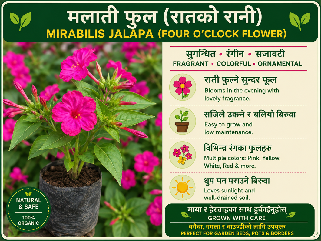 मालती फूल (Mirabilis Jalapa small plant ) को बिरुवा | रातको रानी