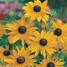 Rudbeckia Marmalade Seeds, Prolific Large Flowers for Bees & Butterflies
