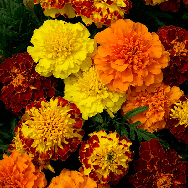 Marigold (French) Dwarf Double Mixed