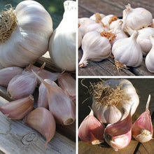 Garlic for Planting UK -UK Garlic Cloves  for Large Bulbs