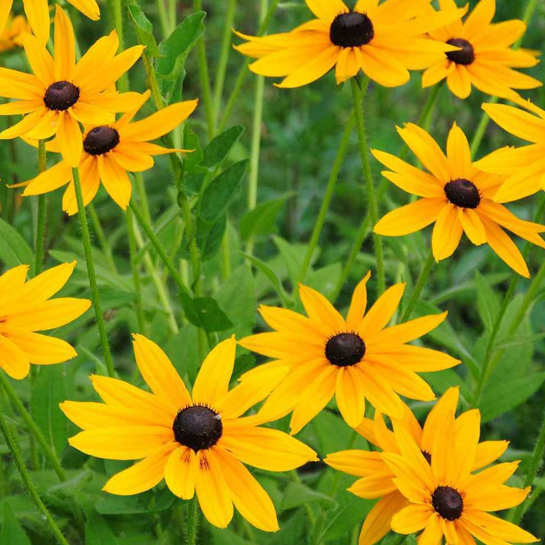 Rudbeckia Marmalade Seeds, Prolific Large Flowers for Bees & Butterflies