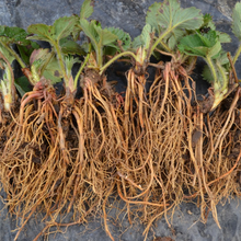 Strawberry Plants with Roots