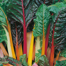 Chard  Bright Lights