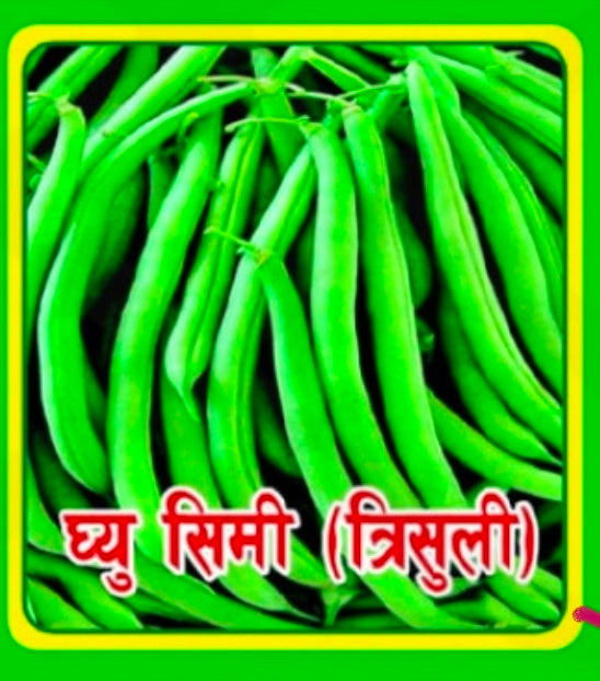 Butter Beans Seeds from Nepal  / simi /नेपाली घीउ सिमि बीऊ