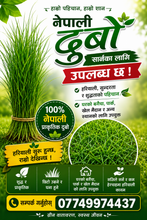 नेपाली दुबो / Bunch of Dubo Grass  for Growing