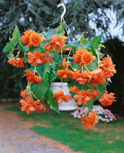 Begonia Double Cascading Orange Bulbs