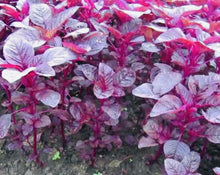 Bangladeshi Red Amaranth / Red Spinach रातो साग