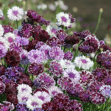 Cornflower Classic Magic Purple & White Flowers