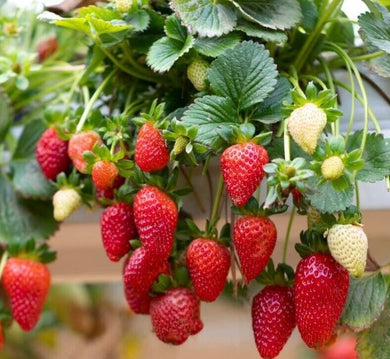 Strawberry Delician Seeds