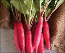 Red Radish Long Mooli / Mula Seeds. नेपाली रातो मुला(ठुलो )