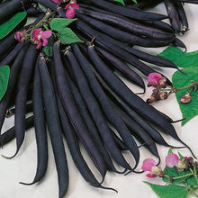 French Dwarf Beans ' Purple Queen '