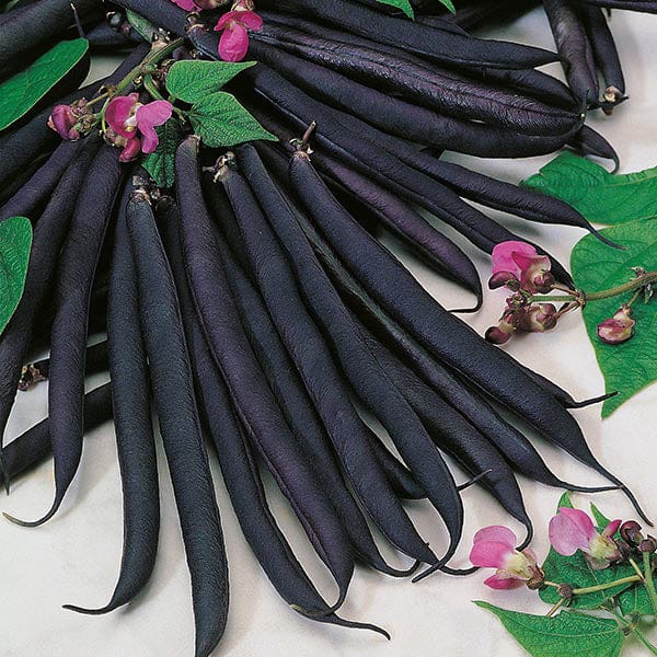 French Dwarf Beans ' Purple Queen '