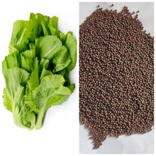 Nepali Spinch  Seeds / रायो सागको   बीऊ (50 seeds )