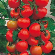 Tomato 'Alicante' Vegetable 20 Seeds