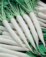 सेतो लामो मूला .Long White Asian Radish ( Mooli /Mula ) Seeds