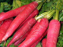 Red Radish Long Mooli / Mula Seeds. नेपाली रातो मुला(ठुलो )