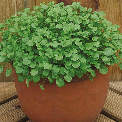 Salad Leaves Cress American Land 1000 Seeds