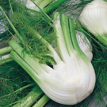 Fennel di Firenze Seeds 250 Seeds.