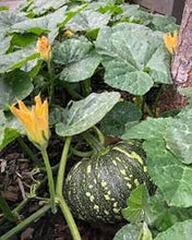 Pumkin Seeds / फर्सीको   बीऊ  ,Nepali Local