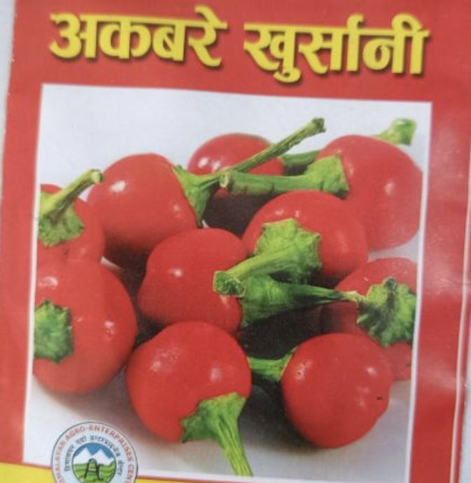 डल्ले खुर्सानी NEPALI Dalle Seeds . Extremely Hot  round Chilli Seeds .  Akbare Khursani chilli seeds . King of chillies