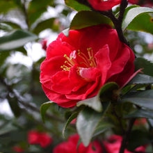 Camellia Shrubs | Premium Quality Vibrant Evergreen Potted Garden Plants
