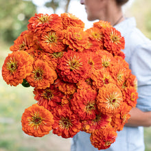 Zinnia Flower Orange King Seeds . जिनिया फूल (Zinnia)