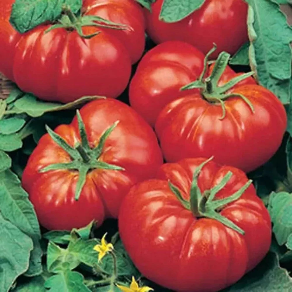 Tomato 'Marmande seeds