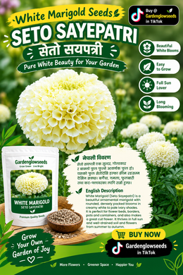 White Marigold Seeds . नेपाली सयपत्री फुलको बिउ . Seeds from Nepal . Marigold White .