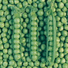 नेपाली तरकारीका बीउहरू .£19.99 /- only . 10 Varieties . Nepali Vegetables Combo Seeds . Cucumber , Karela , Lauka , Rayo Seeds , Pumkin , Ghiramla , Simi , Bhindi , Red Radish , Beans   . Nepali Seeds Package