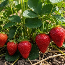 Strawberry Plants with Roots