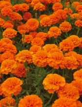 Marigold 'Boy O' Boy Orange' - Marigold flower Seeds