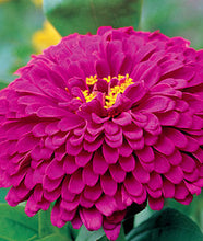 Zinnia Purple Flower Seeds . जिनिया फूल (Zinnia)