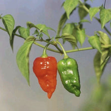 Bangladeshi Red, HOT Lantern Habanero Pepper-  Easy to Grow, Mature Early ! similar to Naga Chilli Seeds . very Hot Chilli seeds to Grow your  own Garden  . scotch bonet