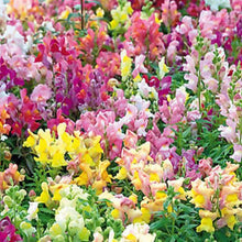 Antirrhinum Tom Thumb  Mixed Seeds