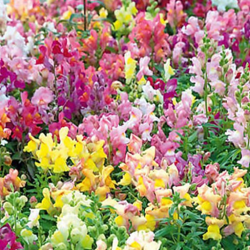 Antirrhinum Tom Thumb  Mixed Seeds