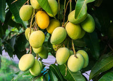 Kesar Mango || Juicy Mango || King of Mangoes || India || 12 Pieces || £20.99 (12 Pieces)