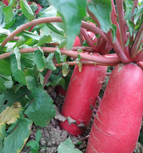 Red Radish Long Mooli / Mula Seeds. नेपाली रातो मुला(ठुलो )